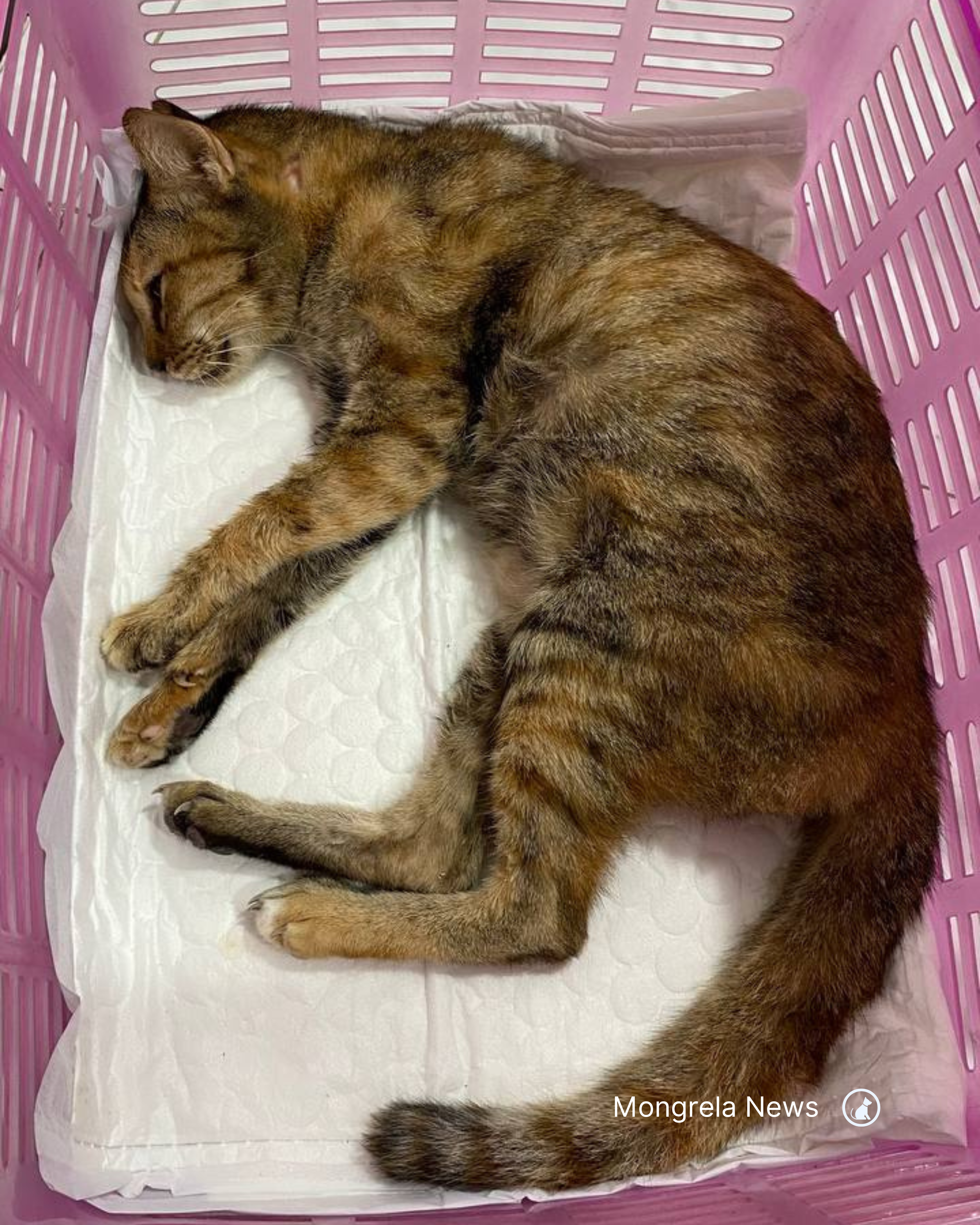 Rest peacefully, our little Angel